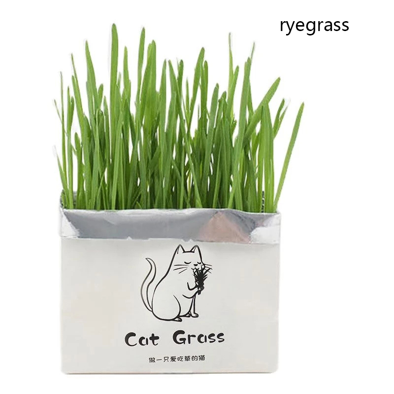 Herbe à chat biologique hors-sol Kit de croissance d'herbe à chat