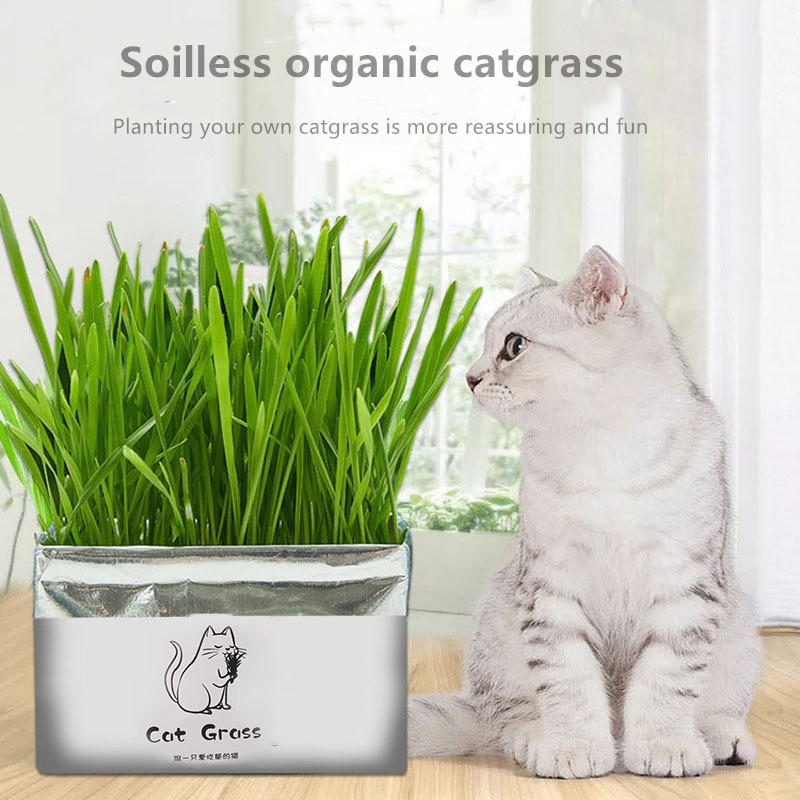 Herbe à chat biologique hors-sol Kit de croissance d'herbe à chat