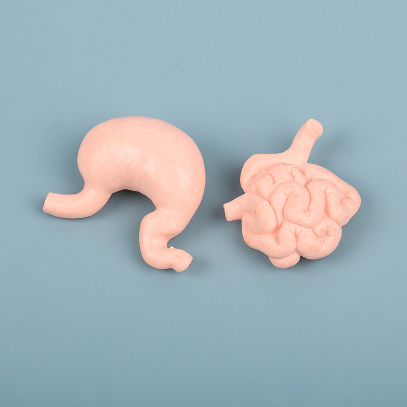 8PCS Simulation Body Organ Action Figure Liver Lung Kidney Intestine Models ToSE 8PCS Simulation Body Organ Action Figure Liver Lung Kidney Intestine Models ToSE