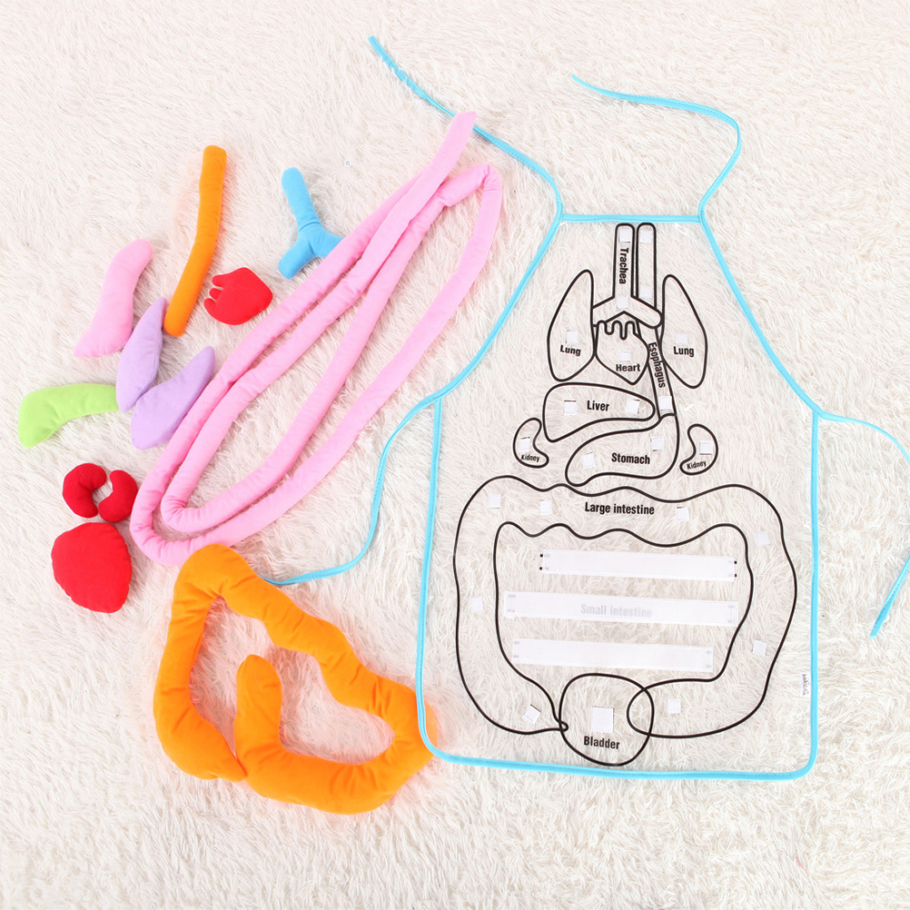Anatomy apron human body organs awareness educational insights children toy SPI - Imagen 11 de 12