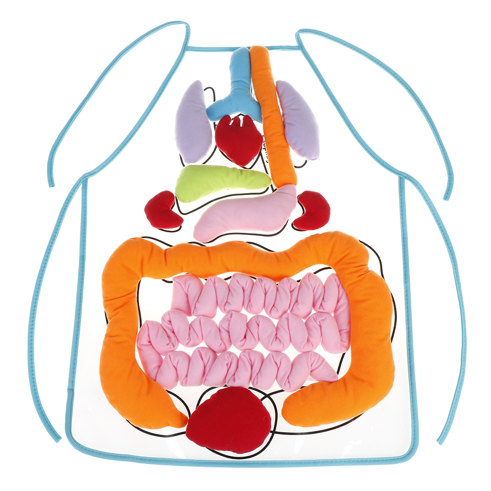 Anatomy apron human body organs awareness educational insights children toy SPI - Imagen 12 de 12